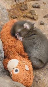 65/85cm Punch Monkey IKEA DJUNGELSKOG Orangutan Plush sof toy Fluffy Monkey Plush - My Store