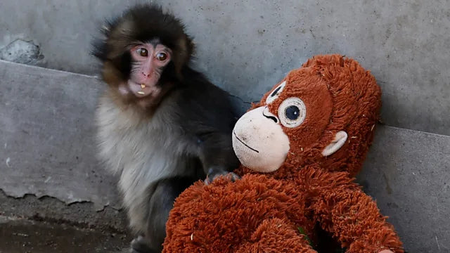 65/85cm Punch Monkey IKEA DJUNGELSKOG Orangutan Plush sof toy Fluffy Monkey Plush - My Store